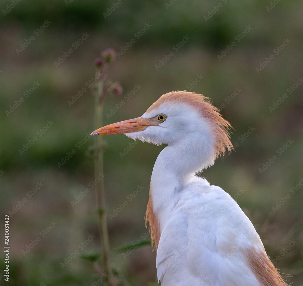 Western cattle egret (Bubulcus ibis) portrait