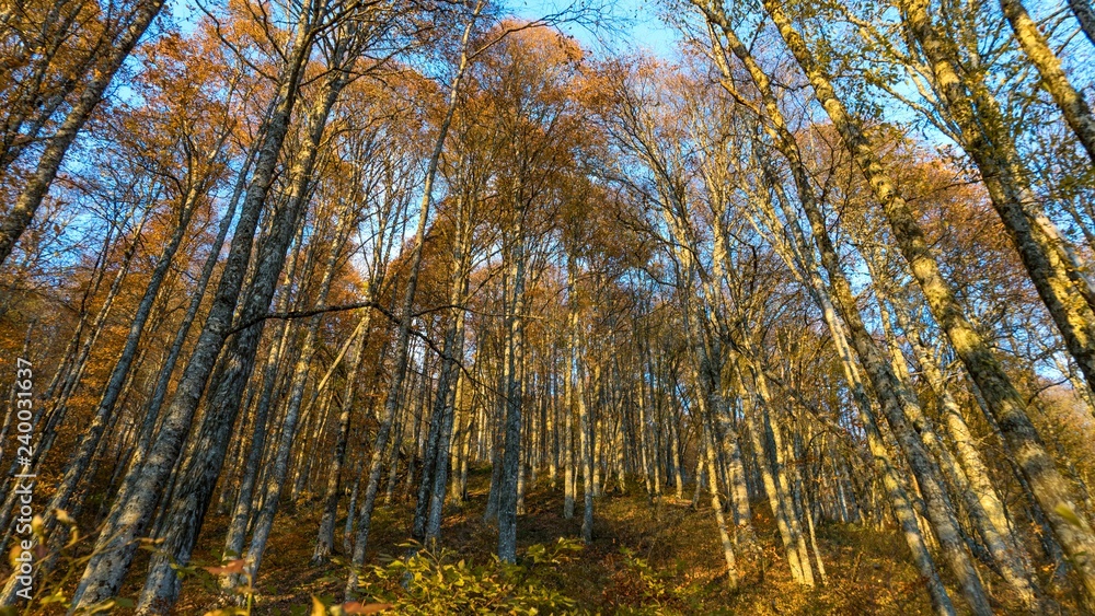 Naklejka premium Beautiful autumn forest. Krasnaya Polyana, Russia.