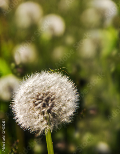 Little green grasshopper and fluffy dandelion