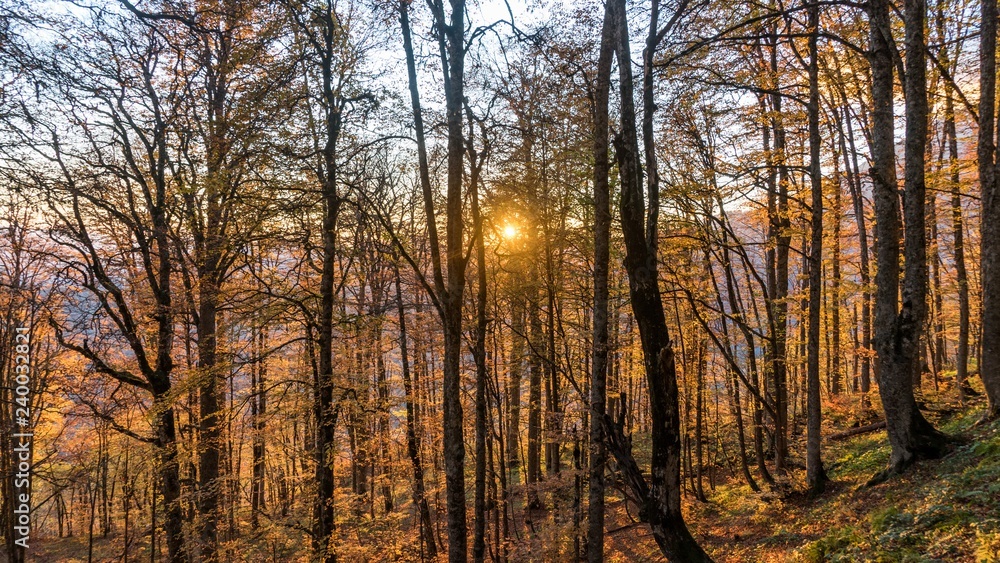 Beautiful autumn forest. Krasnaya Polyana, Russia. Beautiful autumn forest. Krasnaya Polyana, Russia.