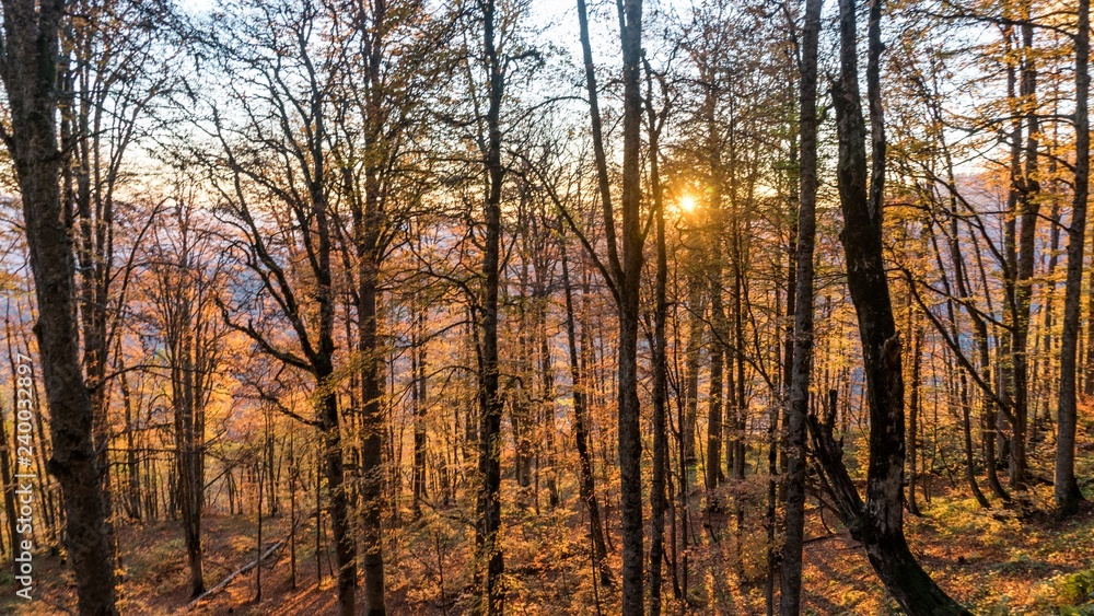 Beautiful autumn forest. Krasnaya Polyana, Russia.