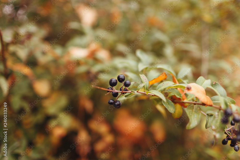 Branch with dark blue berries Branch with dark blue berries