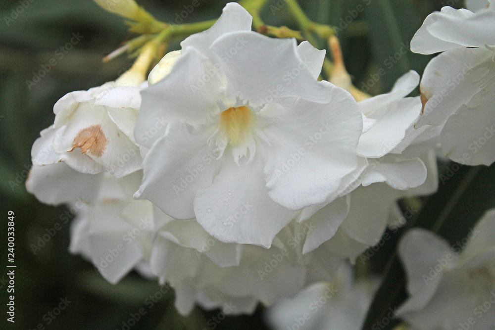 white oleander white oleander