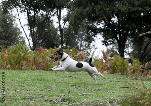 Jack russell playing