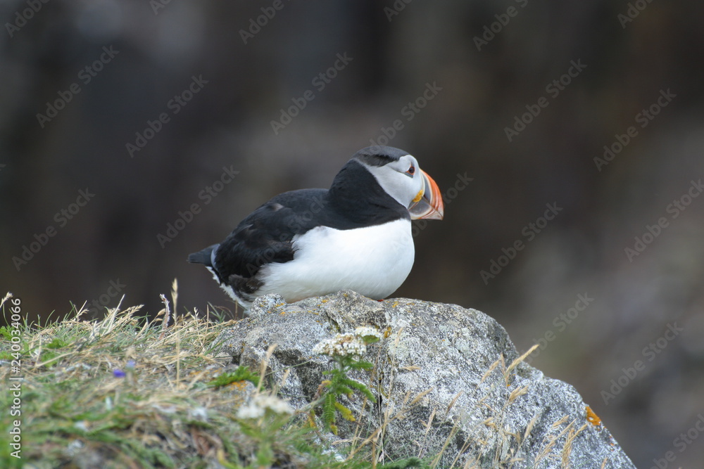 Obraz premium Puffin Watching closeup
