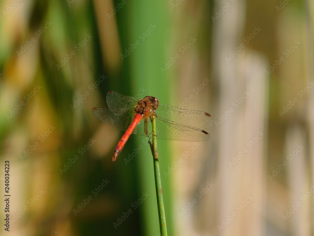 dragonfly on leaf dragonfly on leaf