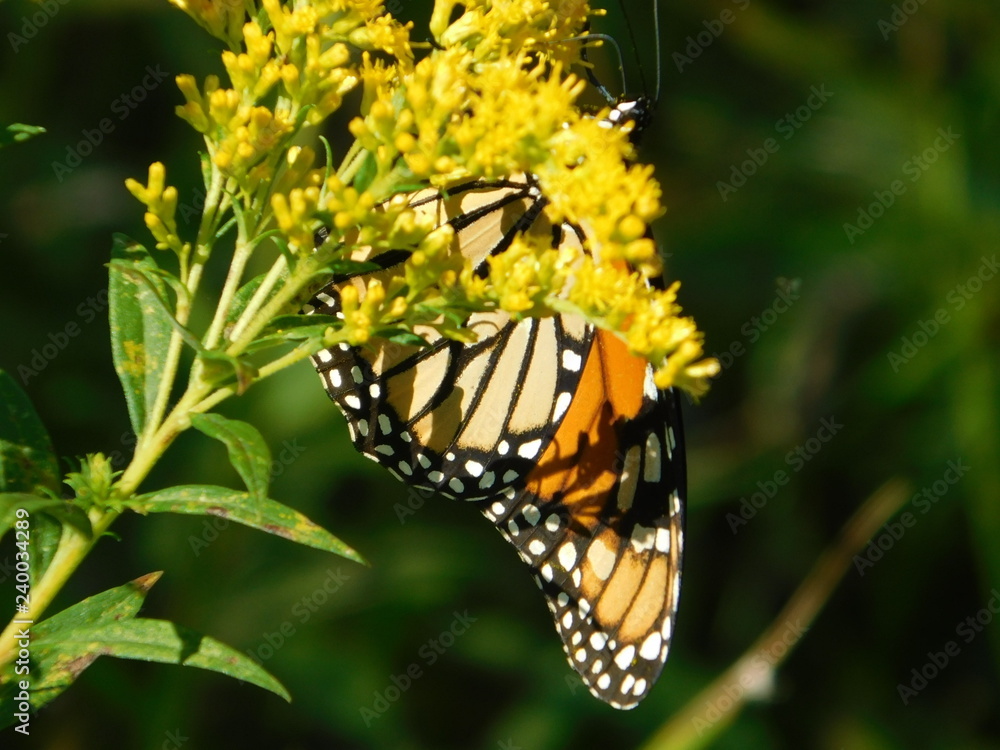 butterfly on flower butterfly on flower