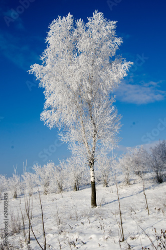 Birch tree in the snow.