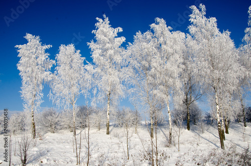 Birch tree in the snow.