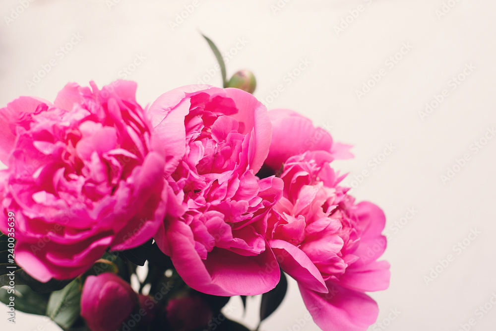 lovely pink peonies  on rustic white wooden background top view, space for text. floral greeting card mock-up. happy mothers day concept or valentines. beautiful spring image