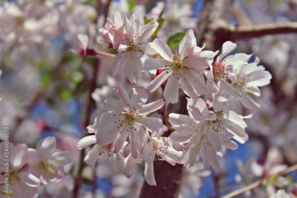 Prunus subhirtella Prunus subhirtella