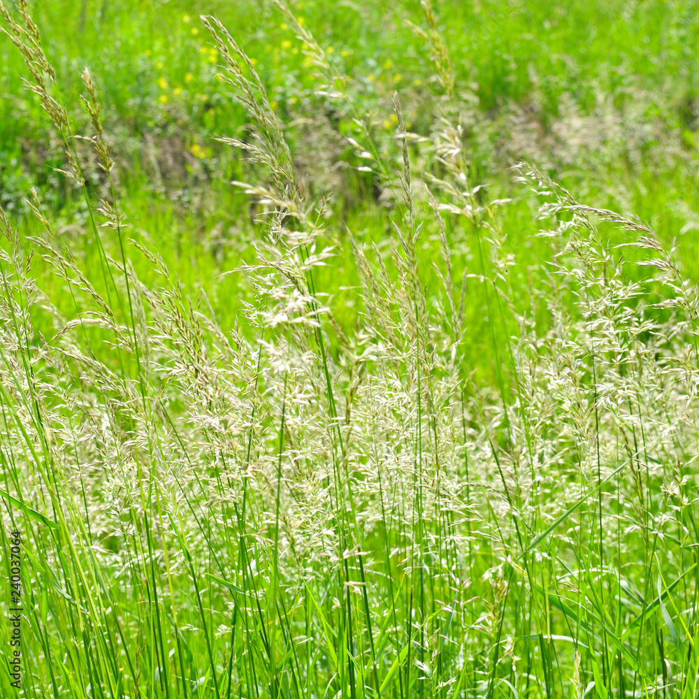 Obraz premium Perfect green background by the fresh grass