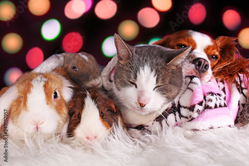Christmas cat dog rabbit pig cavy animal group animals together loving each other resting xmas day