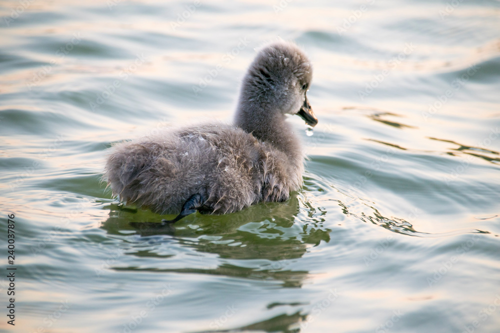 ducking  in water