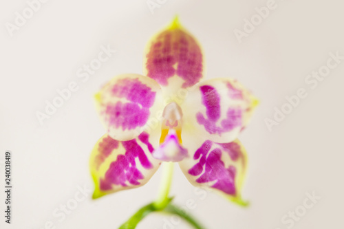 Beautiful rare orchid in pot on white background