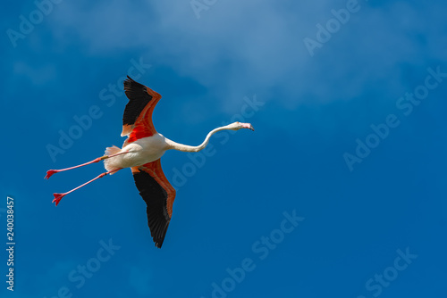 Greater Flamingo, pink bird flying in blue sky    © Pascale Gueret