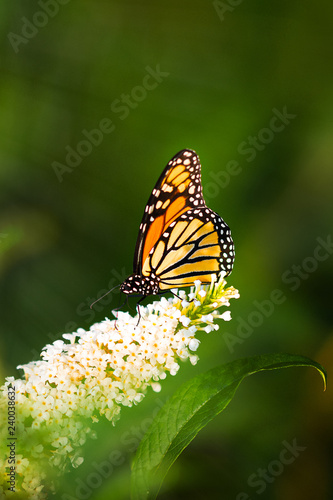 Butterfly on a flower on a dark background in the sun © Inna