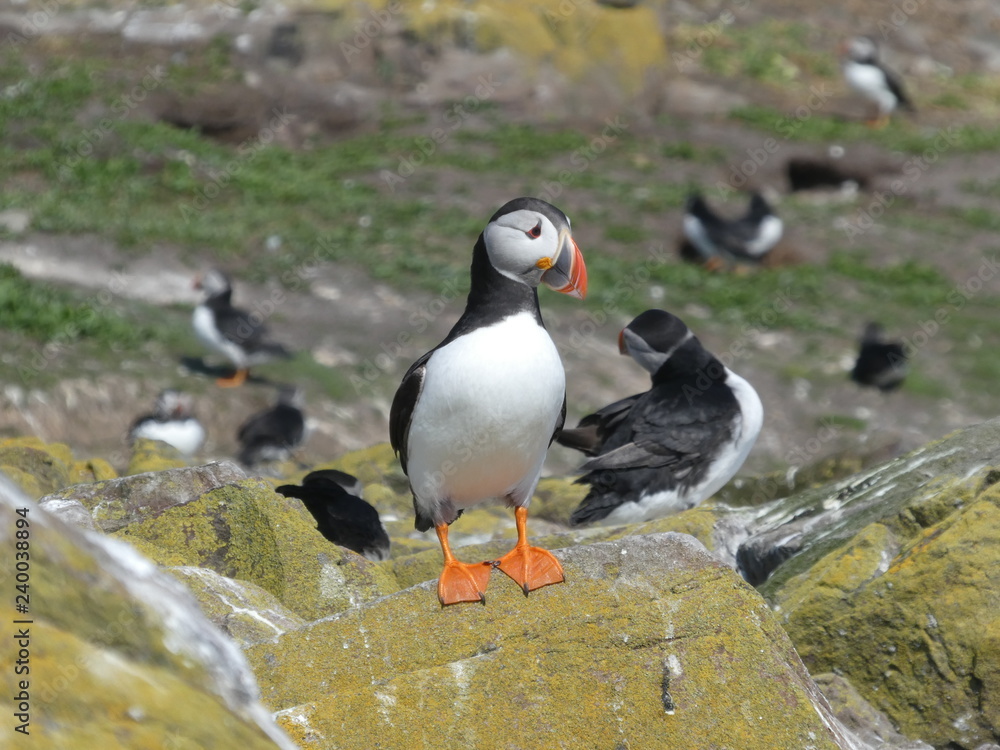 Farne Islands Farne Islands