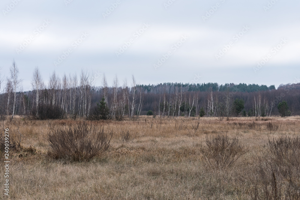 White birch in the background on a cloudy autumn day White birch in the background on a cloudy autumn day