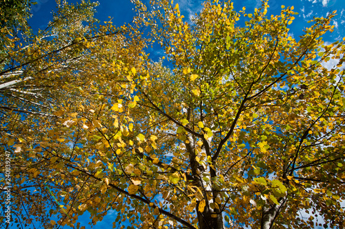 Fototapeta Naklejka Na Ścianę i Meble -  Colori d'autunno