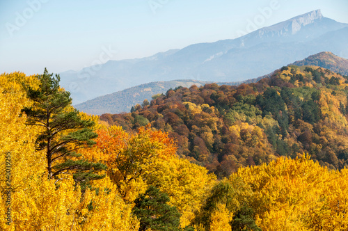 Yellow and green trees in autumn forest  Russia.