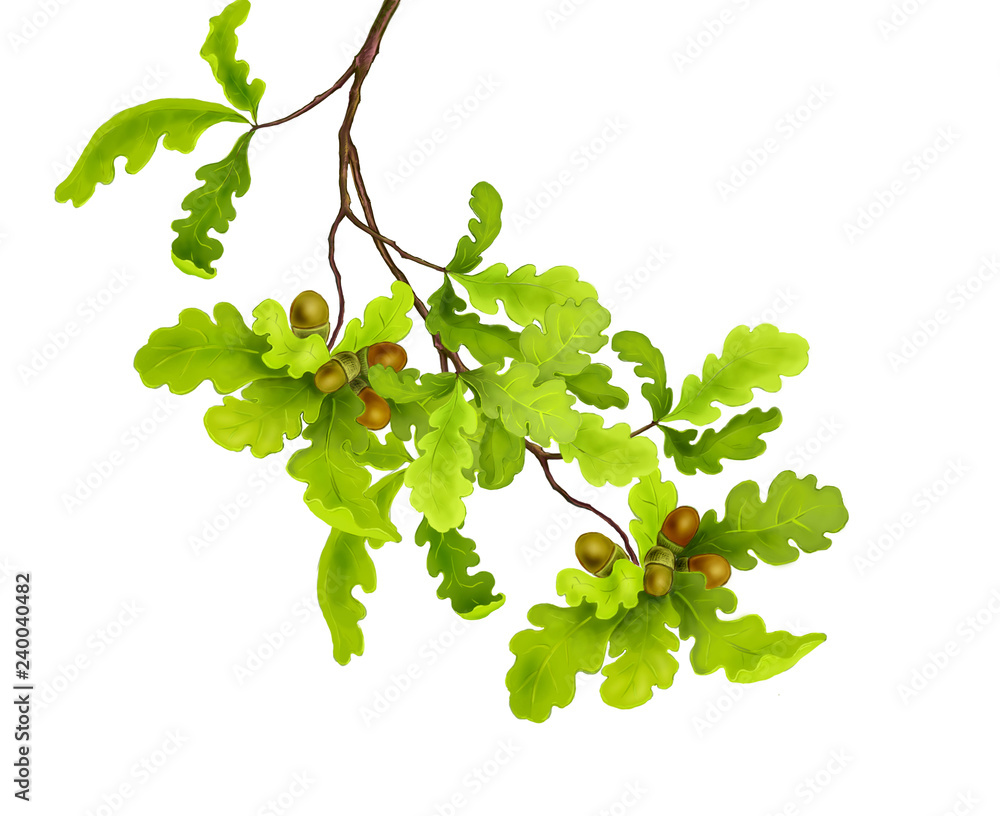 Branch of oak tree with green leaves and acorns on a white background. Digital illustration - obrazy, fototapety, plakaty 