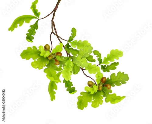Branch of oak tree with green leaves and acorns on a white background. Digital illustration