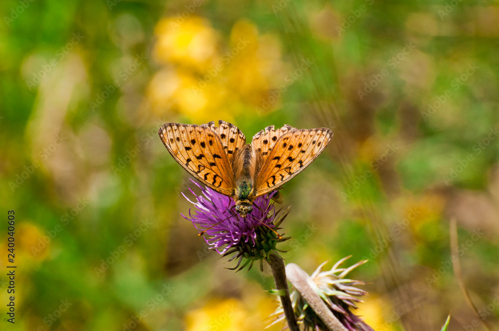 Obraz premium Farfalle