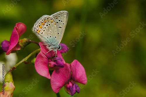 A beautiful butterfly on a flower on a green background. Common blue / Polyommatus icarus