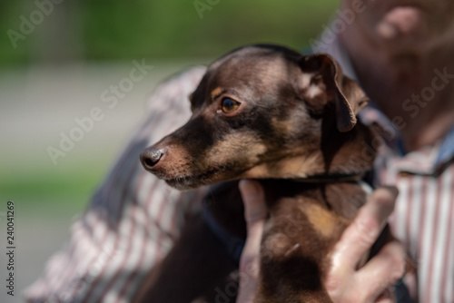 Pretty beautiful toy terrier in daisies is the best friend © Inna