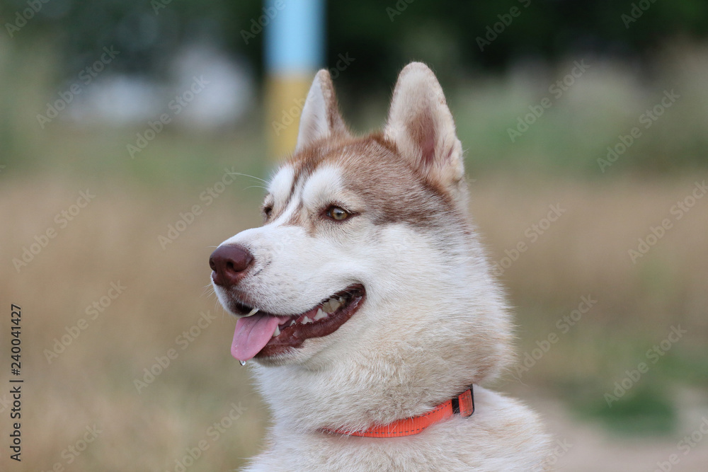 Siberian husky Siberian husky