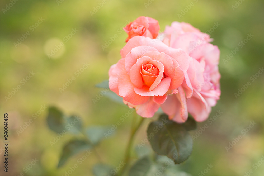 rose tea orange garden grew on a green background rose tea orange garden grew on a green background