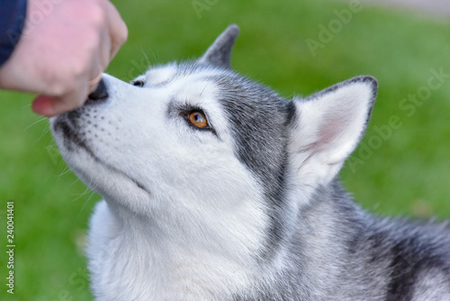 Adorable husky  is the best friend