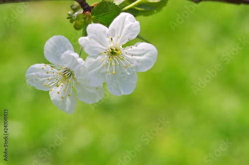 Blossoming tree brunch with white flowers on a green background. Blossom branches in springtime. sunny spring background 