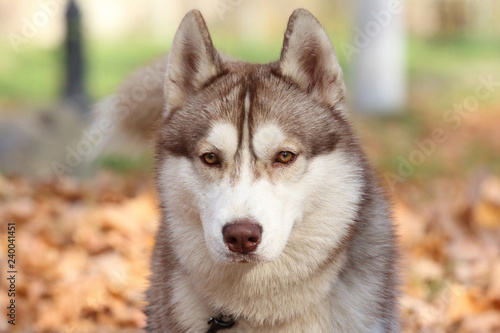 Siberian husky