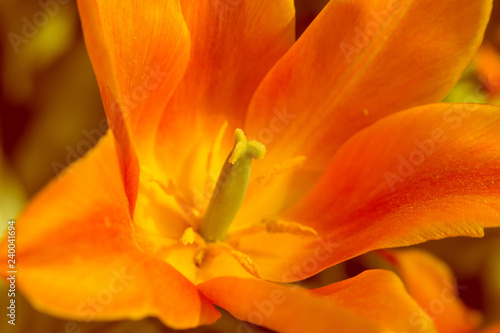 Macro de antera de tulipán 