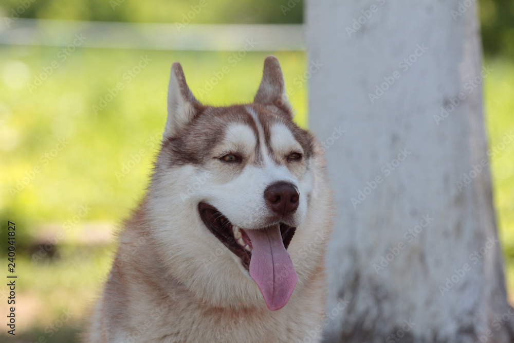 Fototapeta premium Siberian husky