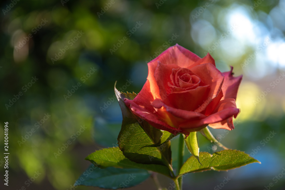 Pink rose flower in the garden on background trees. Nature. Pink rose flower in the garden on background trees. Nature.