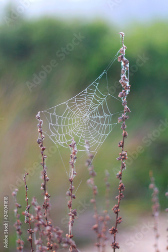 Web with morning dew drops between branches