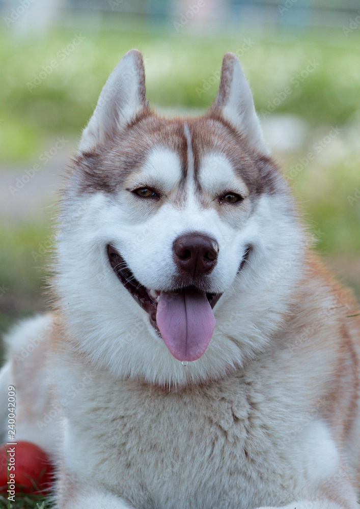 Siberian husky Siberian husky