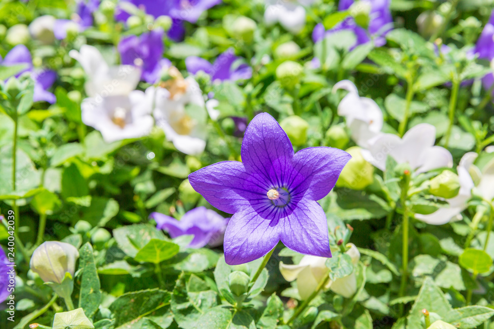 One big violet flower of platycodon grandiflorus One big violet flower of platycodon grandiflorus