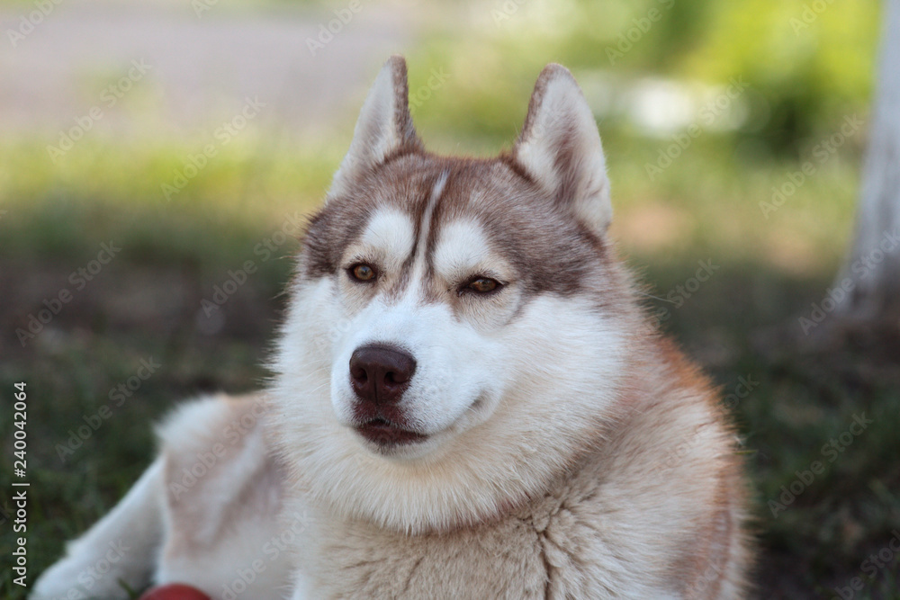 Siberian husky Siberian husky