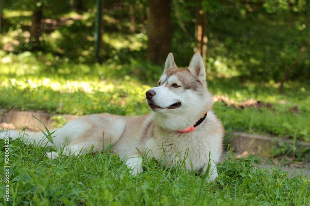 Siberian husky