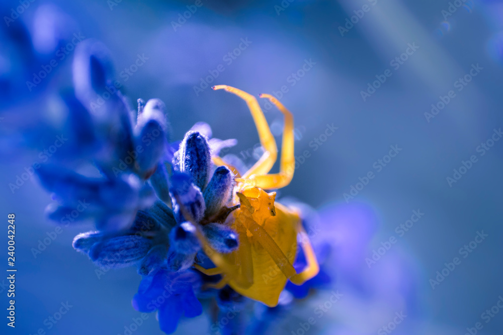 Macro fotografía araña amarilla. Macro fotografía araña amarilla.