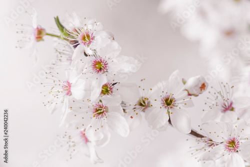 Fotografía Flores de cerezo photo