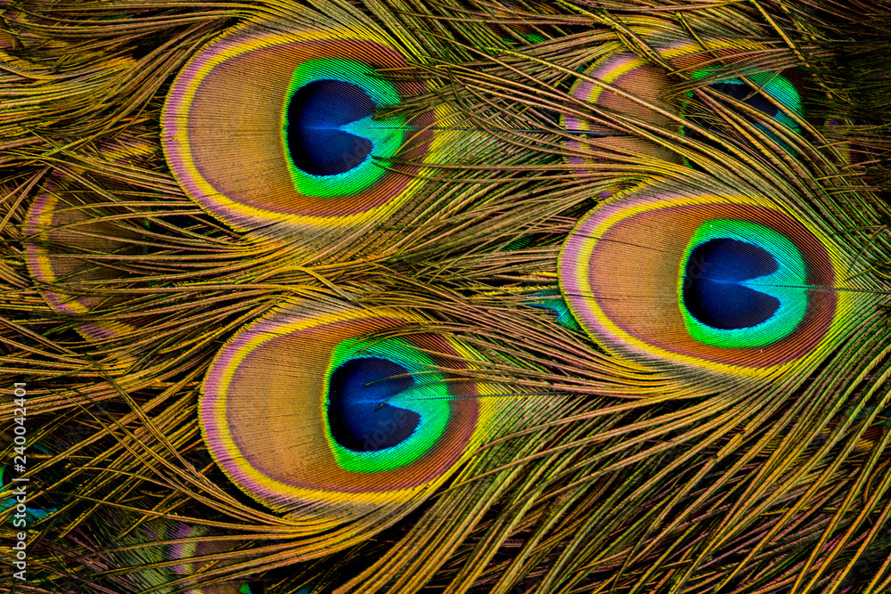 Naklejka premium Plumaje de Pavo Real.