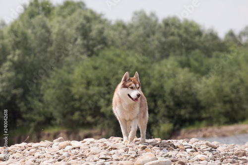Siberian husky outdoors