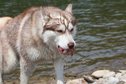 Siberian husky