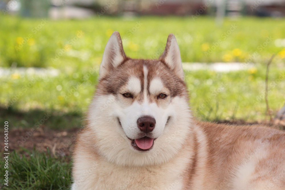 happy dog, siberian husky