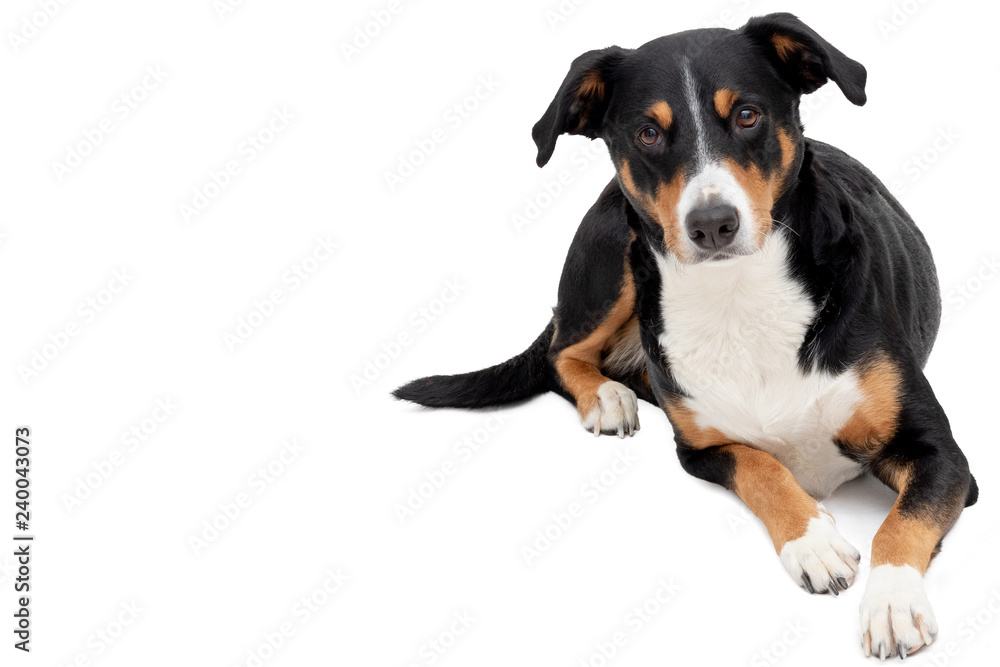 Appenzeller Mountain Dog on white background Appenzeller Mountain Dog on white background